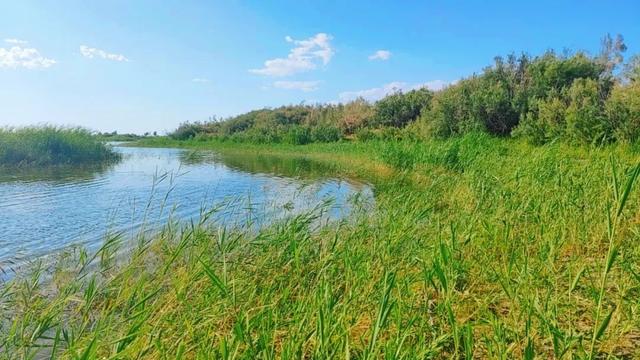 沙漠深处的生态奇迹：探访136团小拐无名湖湿地