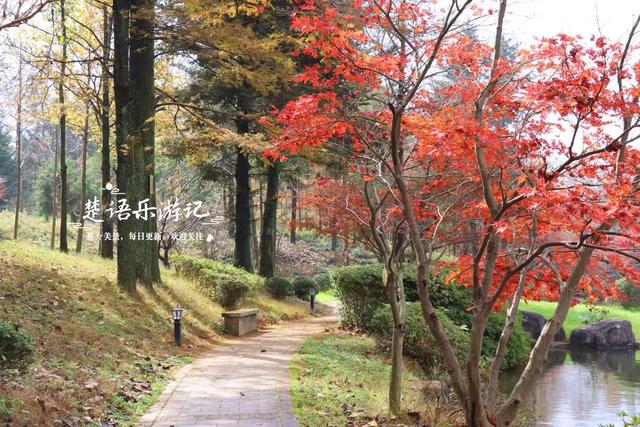 美到封神？余姚这处风景确实名不虚传，斑斓风景正值最佳观赏季