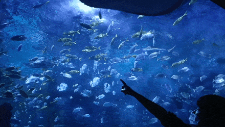 11月8日-9日，这些人可免费游鄂尔多斯动物园、海洋馆！