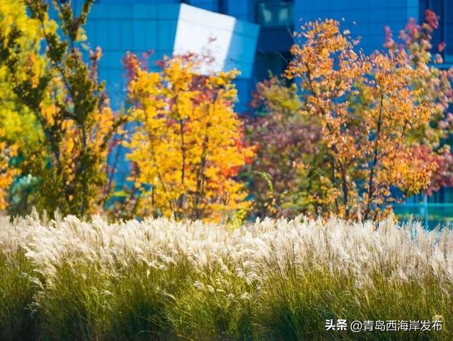 唐岛湾，美得如此满分！