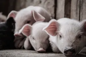 爆燃！生猪期货“开门红”掀狂潮，仔猪补栏热浪席卷全国！图片