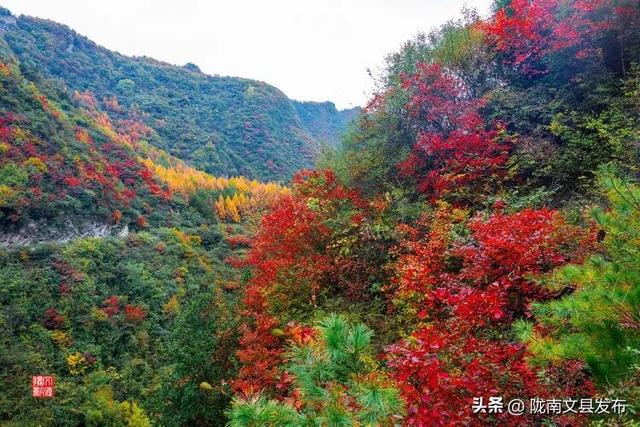 醉美文县：秋色斑斓大岭梁