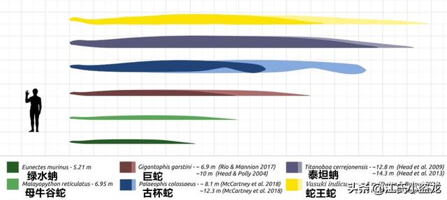 狂蟒之灾：地球生命史上的五大巨蛇全盘点！