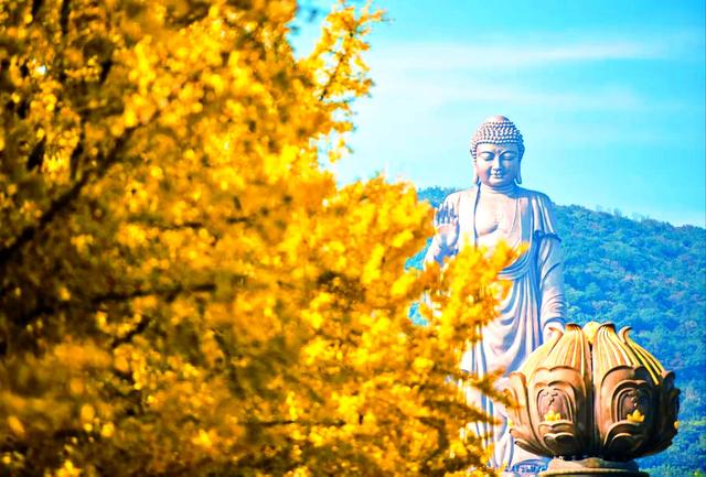 银杏鎏金，灵山胜境的璀璨之约