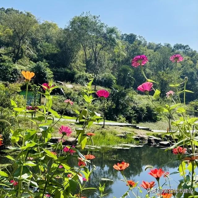 秋日遛娃天花板！黄石这里的百日菊花海美翻了