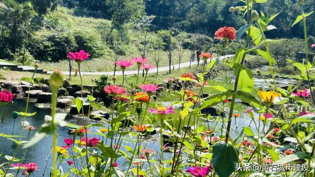 秋日遛娃天花板!黄石这里的百日菊花海美翻了