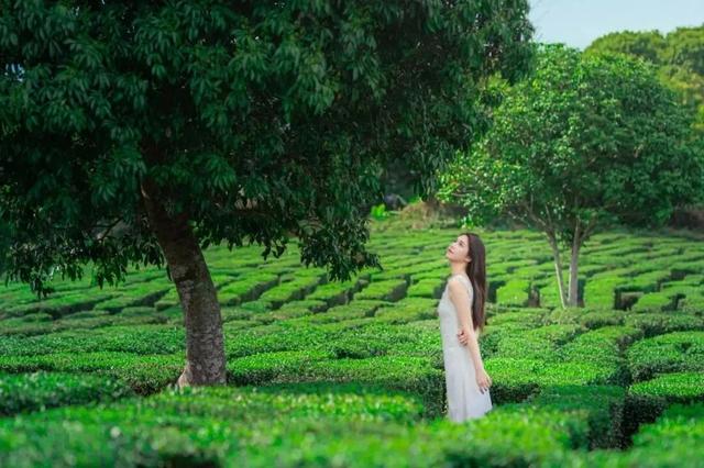 惠聚美好丨一片叶子,带火了博罗这个镇