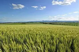 向世界宣布！青藏高原也能亩产万斤，中国终于突破超高海拔限制图片