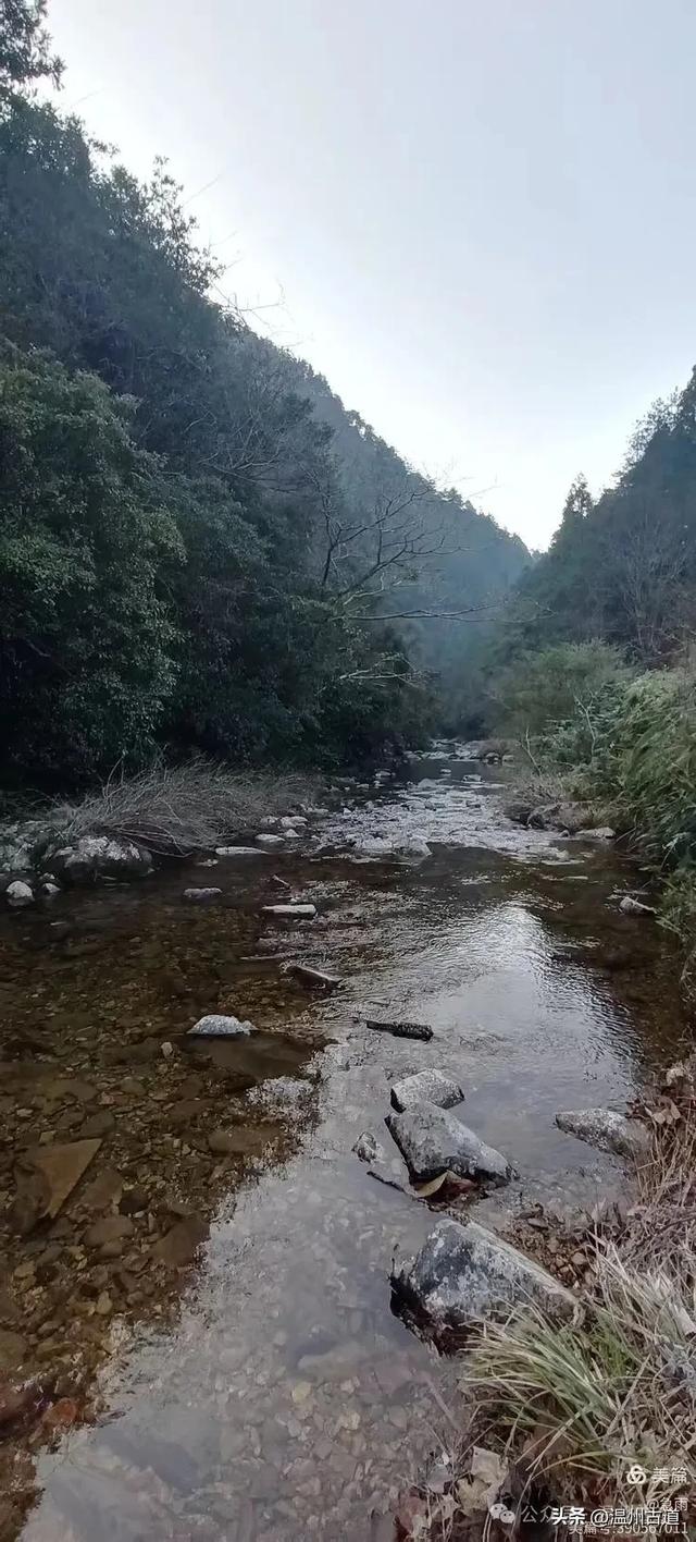 探秘楠溪江源头之三——初探这片鲜为人知的原始森林