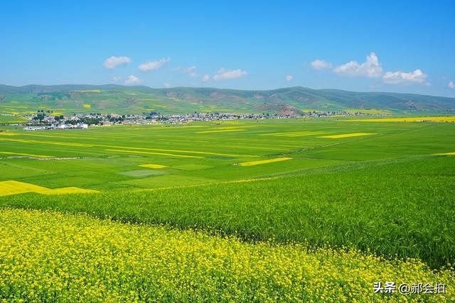 青海门源万亩油菜花海：登上四个观景点，各有风情入画来！