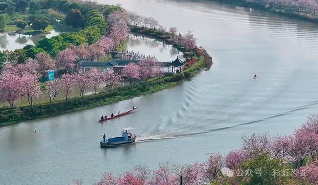 海珠湿地3月不闭园!宫粉紫荆+樱花,遛娃赏花全攻略