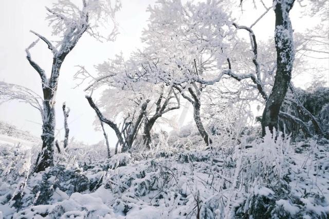 【雄奇山水 冬韵武隆】冰雪奇缘·南国雪国童话