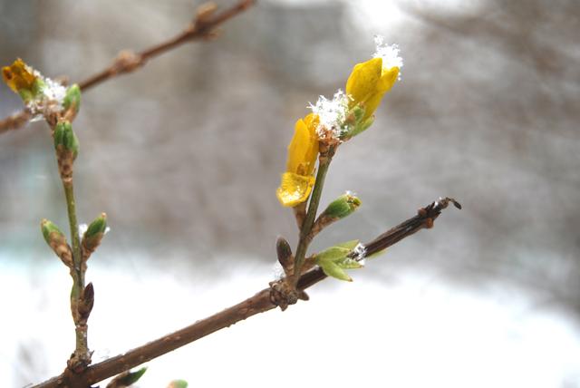 邂逅雪花飘飘，感受冬日浪漫之美