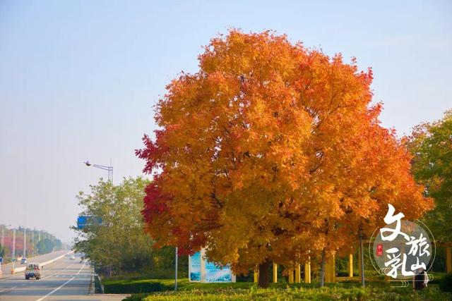 当秋风吻过乳山：一场关于色彩与治愈的漫步指南