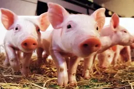 回族人为何远离猪肉，探寻其宗教文化之谜！图片