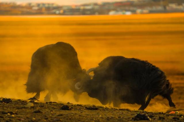 【辉煌60年·新时代西藏答卷】哲古草原：与藏野驴的秋日私语
