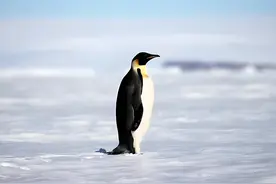 关于动物的10个冷知识，你都知道吗？图片