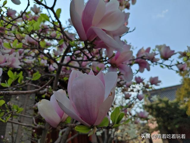 北京公园赏花记