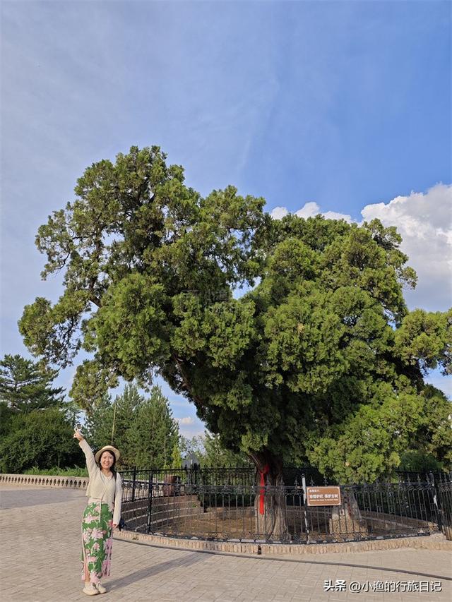 太神奇了！陕西有棵千年古树，长成了“中国地图”，康熙曾来拜谒