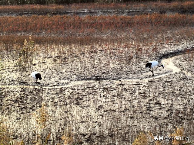 2025辽宁赏秋之旅日记(6)——到辽河口中国最北海岸线看日出 观鸟