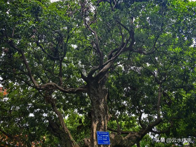 福州不多的收费古寺,20元门票能吃到宋代的荔枝吗?看我实地探访