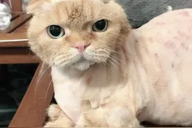 原来养猫有这10大“害处”，知道还敢养，说明是真爱！图片