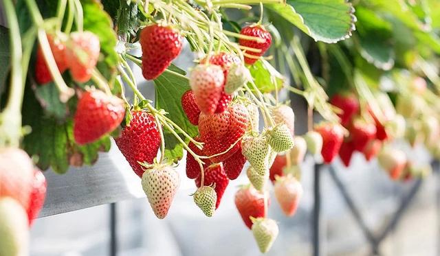 东京采草莓景点10选：新宿、涩谷当日来回、多样草莓品种吃到饱