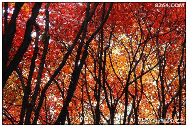 山东行游影记（19）—济南红叶谷