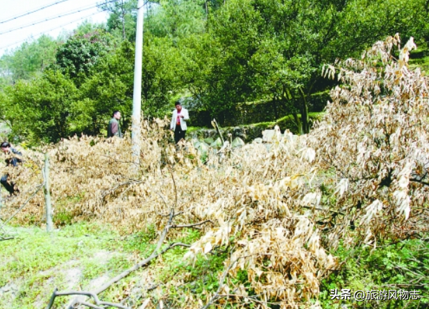 浙江丽水4大陵墓，都是历史名人陵墓，你知道几个？