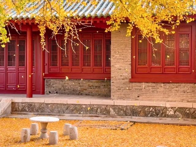 临沂孔庙银杏季打卡攻略！未来一个月这样玩~