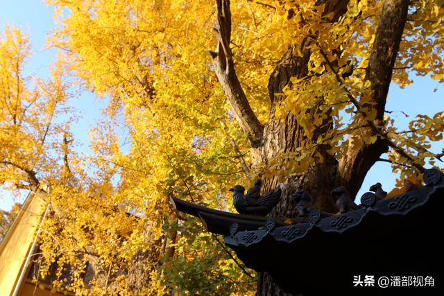 苏州石壁永慧寺，冬日金灿灿的世界，这里的古银杏和寺庙完美组合