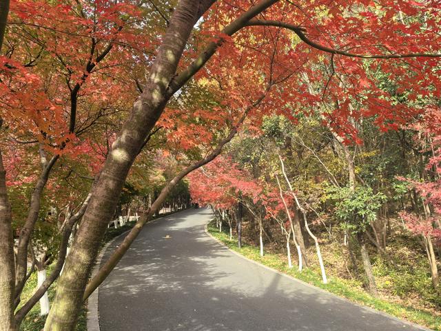 南京栖霞山一日徒步，游千年古刹，看漫山红叶