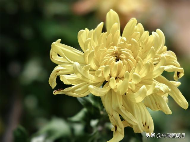 你看见过多少种菊花？