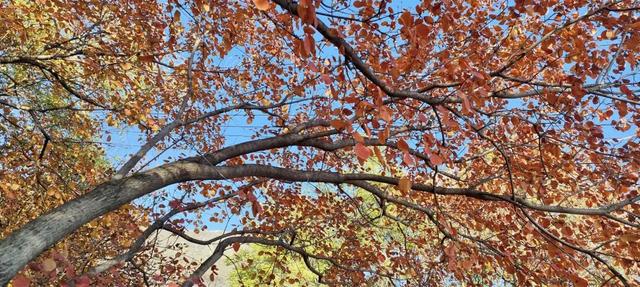 寻美薛城丨红叶超美！初冬的圣土山开启最美赏叶季