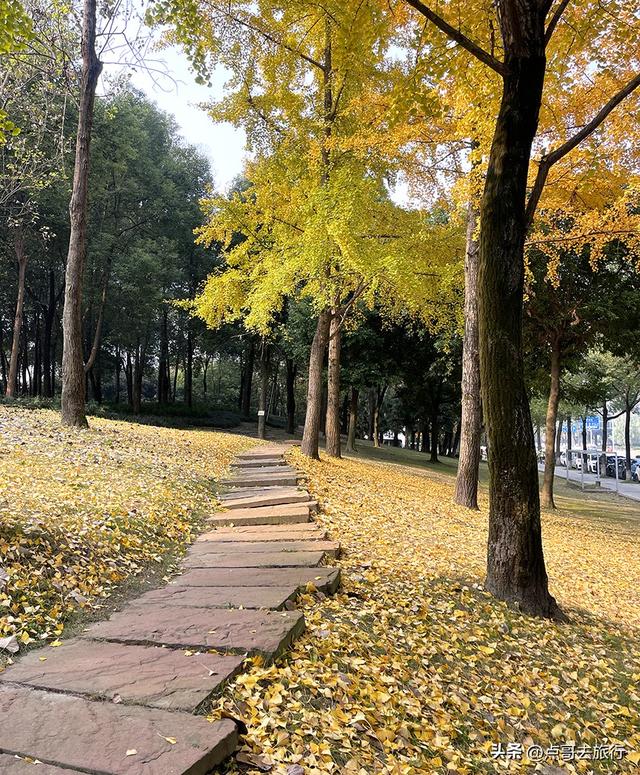 成都城市中的草原牧场，彩林比阿勒泰还美，公交车地铁直达！