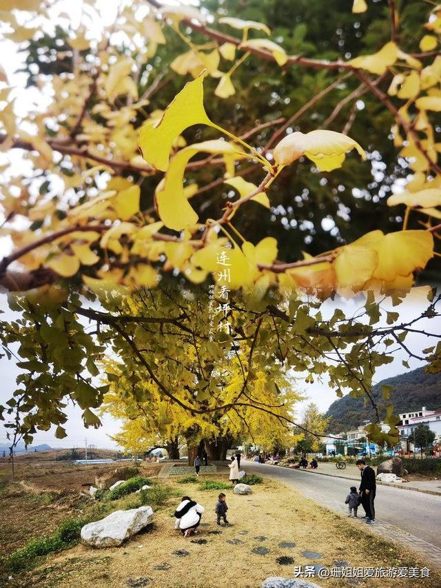 粤北小城连州：5棵千年银杏树，低调小众，等懂它的人前来赴约