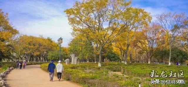 跟着赛事游昆明｜昆明金色信号已满格！这份“市区寻金图鉴”带你解锁冬日温柔