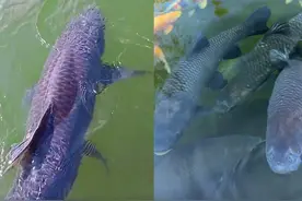 青鱼长到100斤需要多少年？常见的青鱼为何都比鲤鱼大？图片