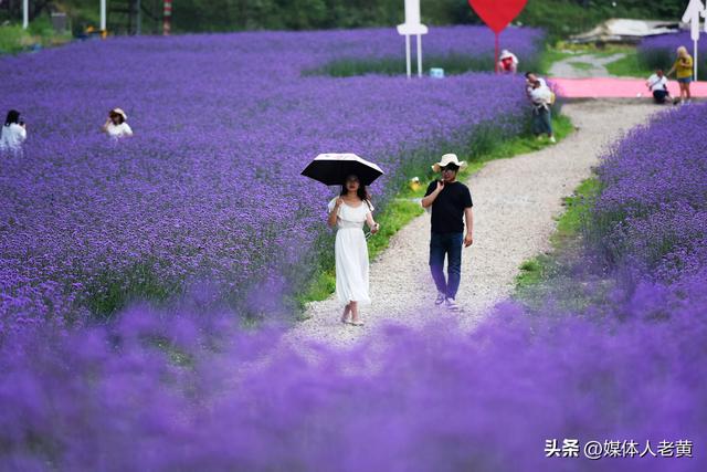 六盘水梅花山雪道变“紫色花海”避暑纳凉添新景