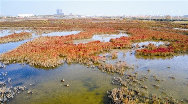 “叶”色正美 导航“津”秋 探寻浪漫滤镜里的街巷园区