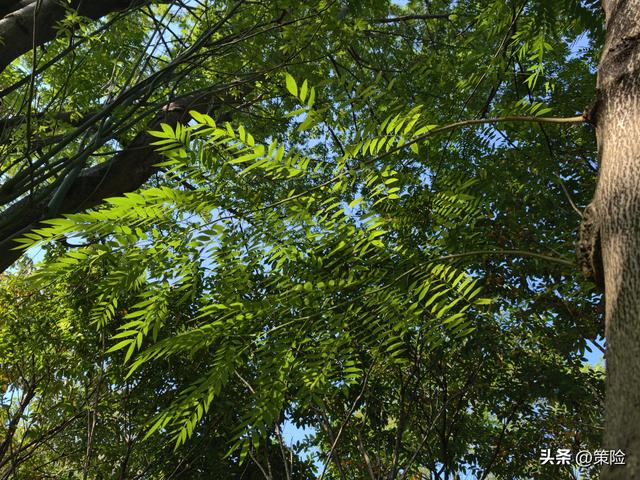 莲花山公园的冬季