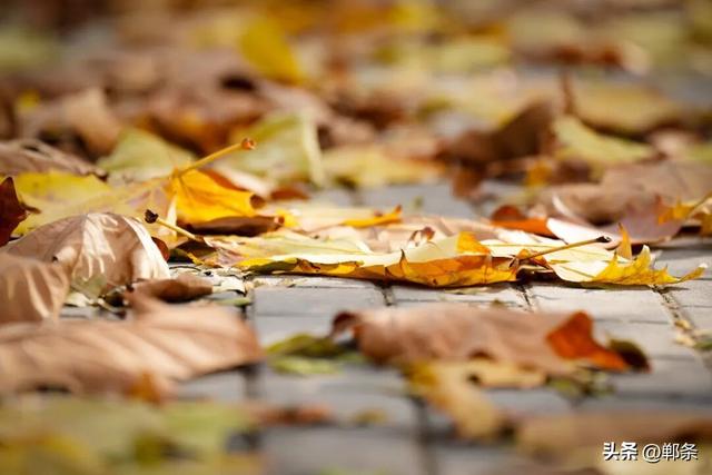 邯郸冀南新区：初冬美景入画来