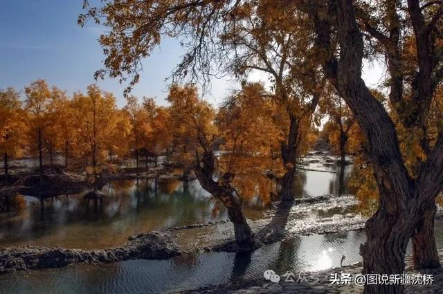 【塔里木河的记忆】塔里木河,再次唱出生命的歌(上)