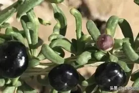 珍贵的1种“植物”，生长在山林里，被称为“黑枸杞”，别去摘！图片