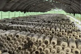 采收生产两不误！乌当区食用菌产业蓬勃发展图片