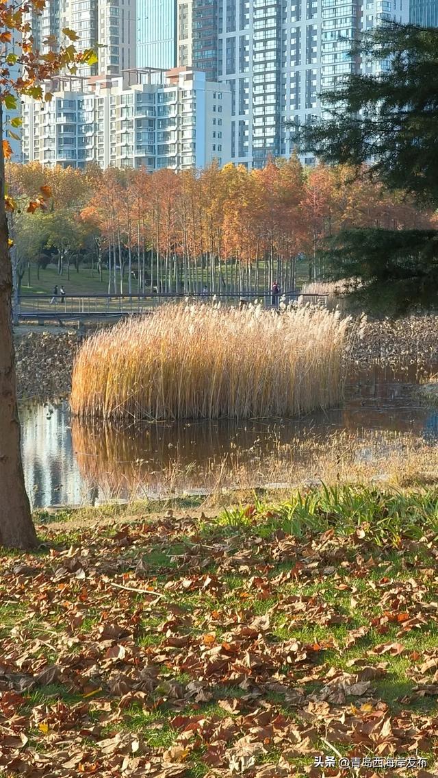 “暂停”秋天,西海岸这8条道路落叶缓扫!