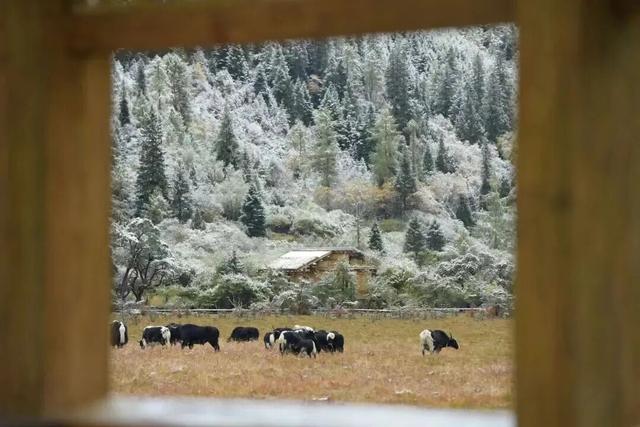 秋天的四姑娘山，我要给你五颗星！