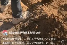流浪动物收留基地猫狗接连死亡，疑收到的捐赠宠粮遭人动手脚，律师：若属实涉嫌故意损坏财物图片