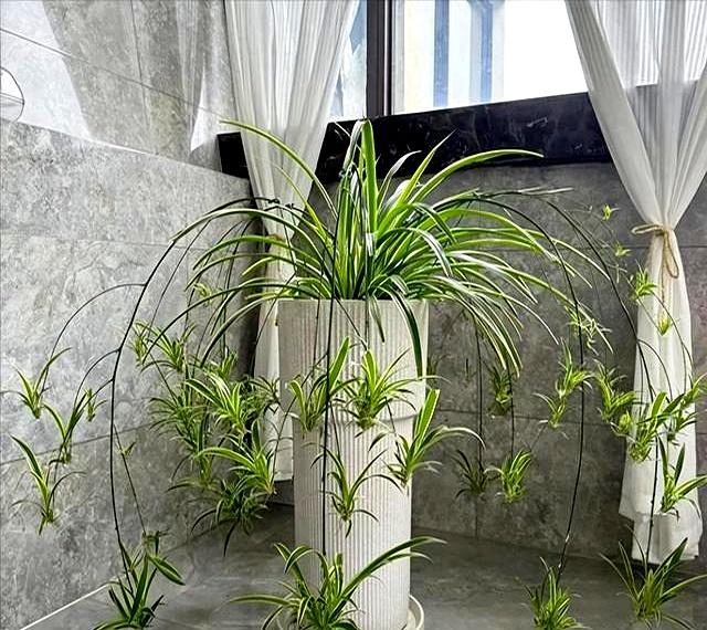 “花旺人不旺”，家里最好不要养这3种花，别不当一回事儿