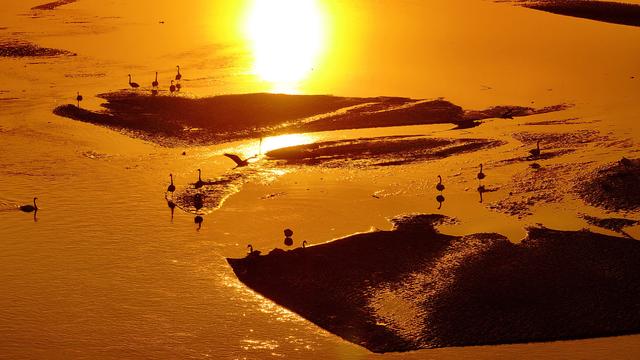 #运城头条#山西绛州：千年“水旱码头”天鹅“舞”古州